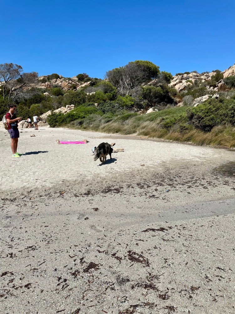 La Maddalena, Caprera, plaża, dzik, świnia, Sardynia, Kolorowe Bogate Soczyste, podróże,kobieca energia, relacje, rozwój osobisty, Malvina Dunder