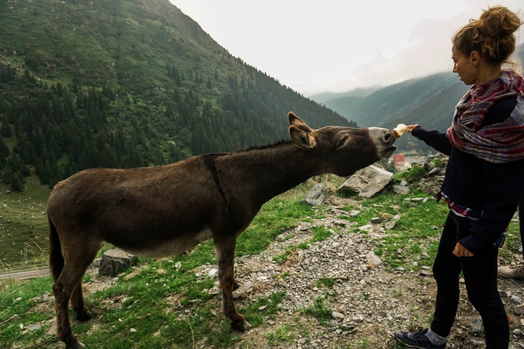 Malvina Dunder blog rozwój osobisty, relacje, podróże Rumunia góry Transfagarasan osiołki