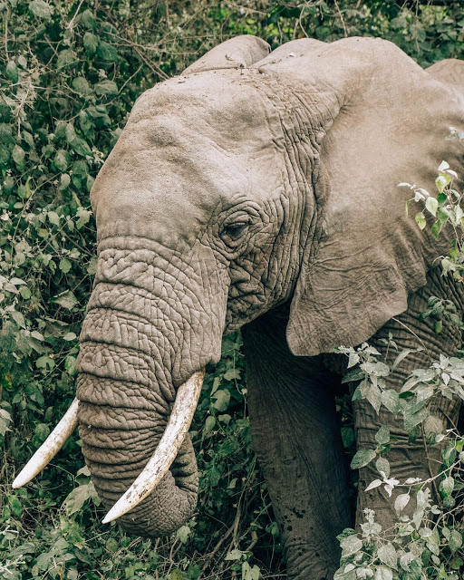 Słoń Safari Afryka Malvina Dunder blog podróże Słoń Safari Afryka Malvina Dunder blog podróże