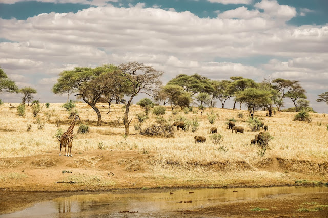 Safari Afryka Malvina Dunder blog podróże pejazaż widok zwierzęta Safari Afryka Malvina Dunder blog podróże