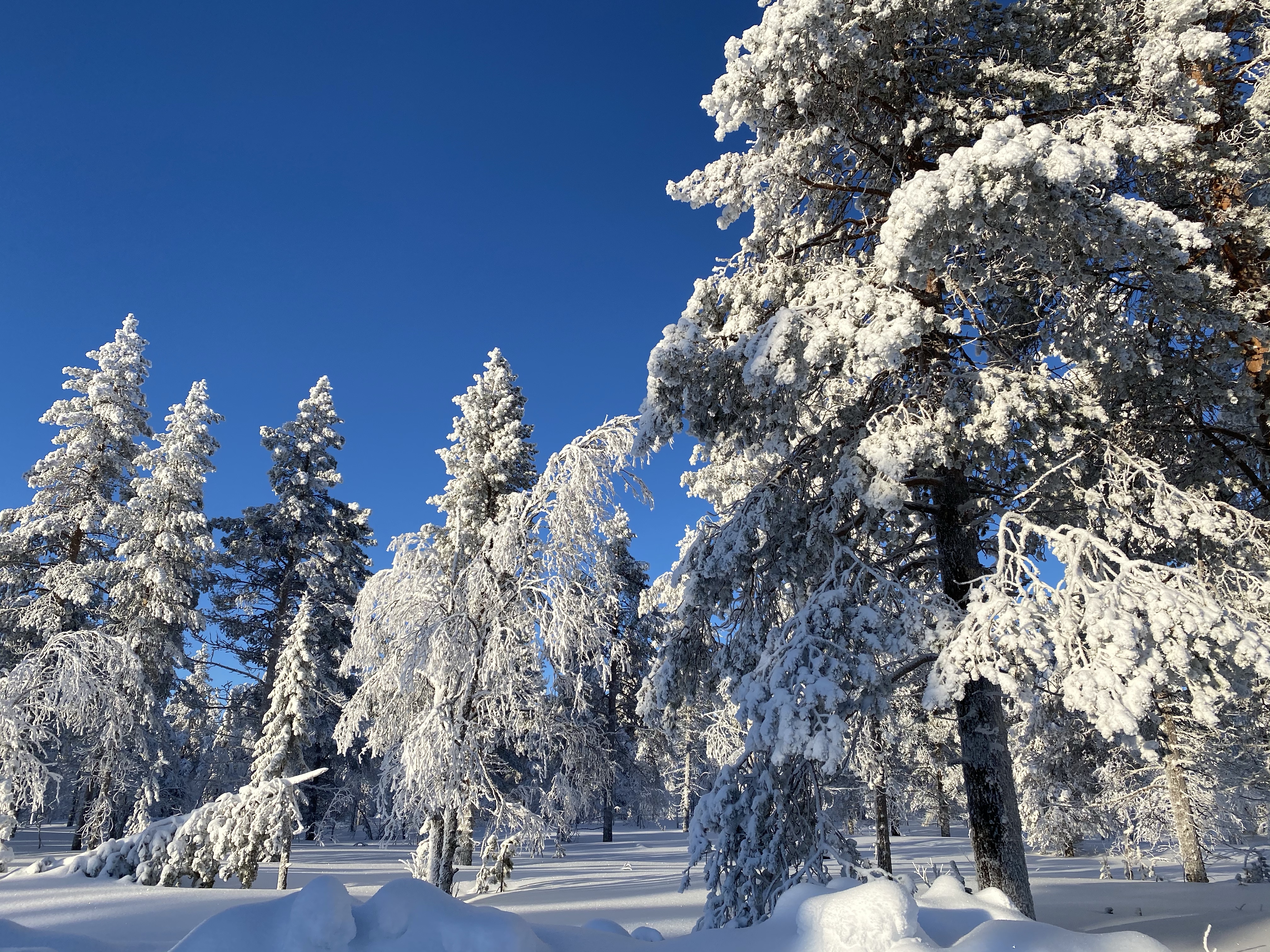Finlandia, Laponia, podróże, podróż, Kolorowe Bogate Soczyste, podróże,kobieca energia, relacje, rozwój osobisty, Malvina Dunder