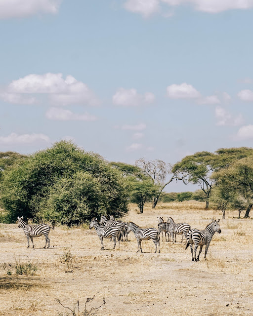Zebry Safari Afryka Malvina Dunder blog podróże Zebry Safari Afryka Malvina Dunder blog podróże