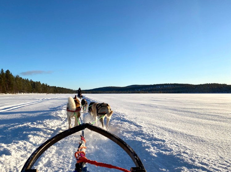 Zaprzęg psi, psów husky, Laponia, Finlandia, atrakcja, atrakcje, sanie, zima, śnieg, zwierzę mocy pies, znaczenie, przesłanie, symbolika, symbol, Kolorowe Bogate Soczyste, podróże, rozwój osobisty, Malvina Dunder