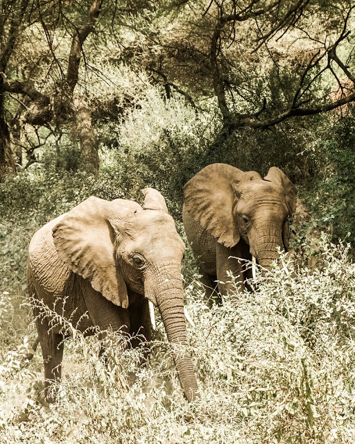 Słonie, safari Tanzania, Afryka, blog Malvina Dunder Słonie, safari Tanzania, Afryka, blog Malvina Dunder