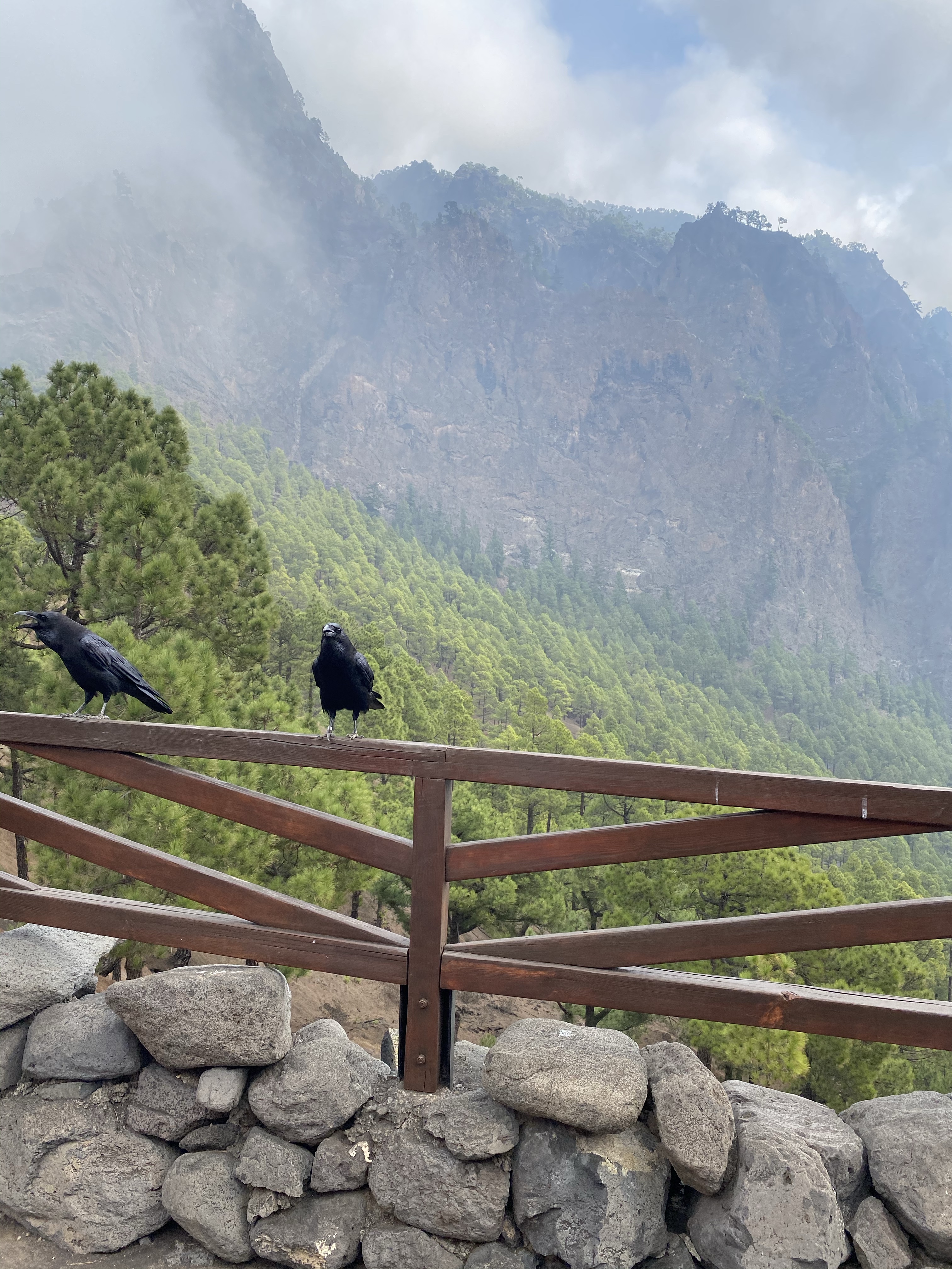 kruki, La palma, Wyspy Kanaryjskie, kobieca energia, relacje, rozwój osobisty, Malvina Dunder