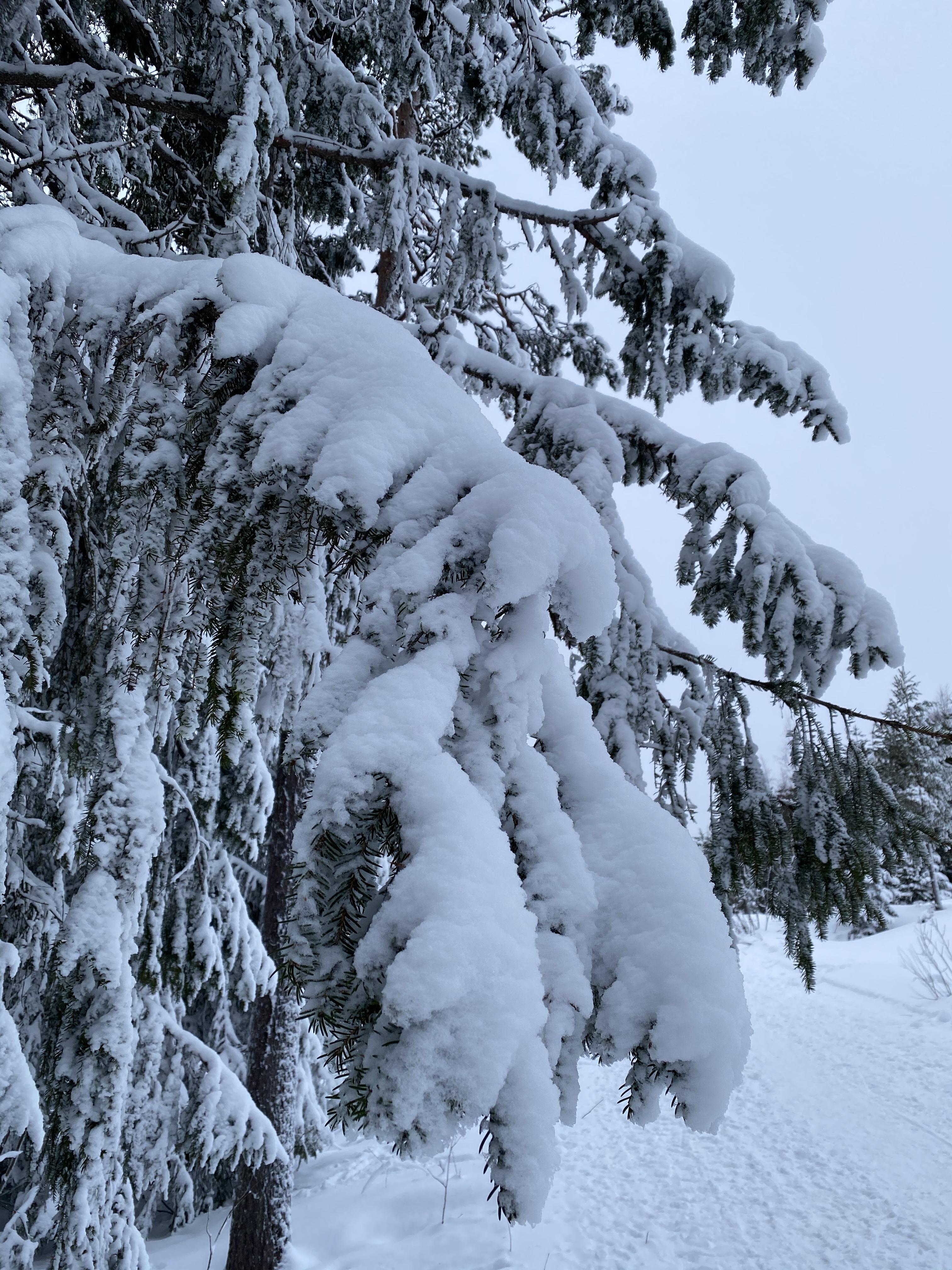 Rovaniemi park Laponia, Finlandia, Kolorowe Bogate Soczyste, podróże, kobieca energia, relacje, rozwój osobisty, Malvina Dunder