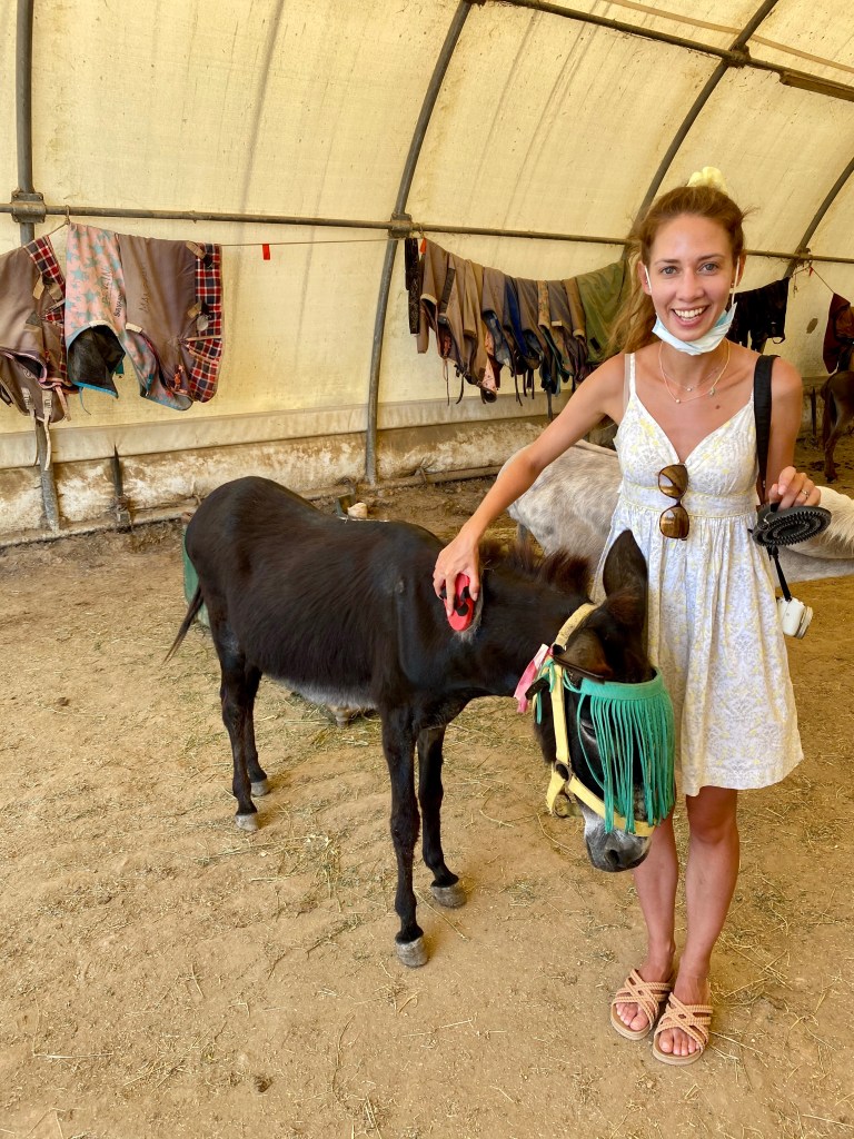 Donkey, sanktuarium schronisko dla osiołków, Korfu, Corfu, Grecja, grecka wyspa, blog podróże, Malvina Dunder