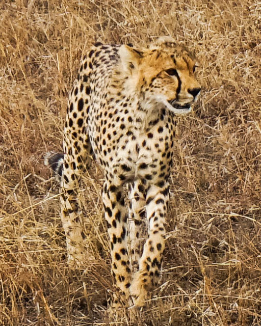 Gepard Safari Afryka Malvina Dunder blog podróże Gepard Safari Afryka Malvina Dunder blog podróże