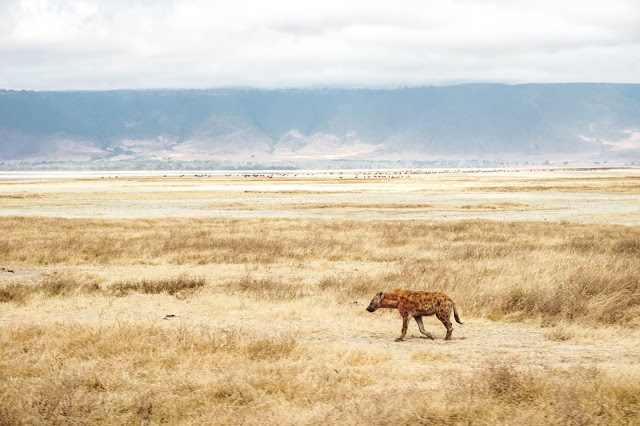 Malvina Dunder blog rozwój osobisty, relacje, podróże Afryka Tanzania safari zwierzęta padlinożerne hiena