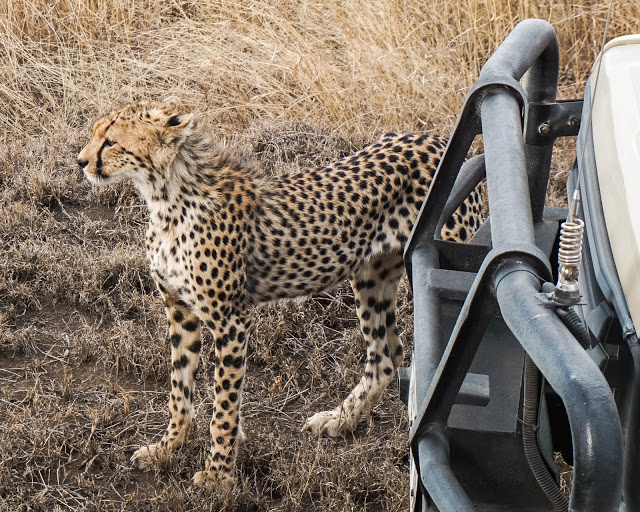 Gepard Safari Afryka Malvina Dunder blog podróże Gepard Safari Afryka Malvina Dunder blog podróże