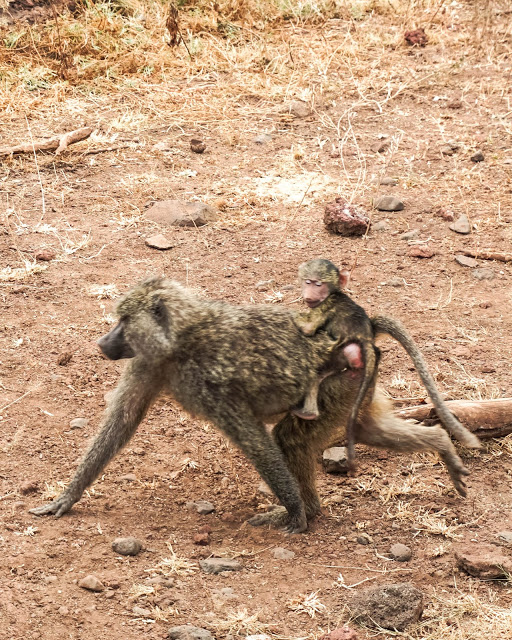 Malvina Dunder blog rozwój osobisty, relacje, podróże Afryka Tanzania safari zwierzęta pawiany