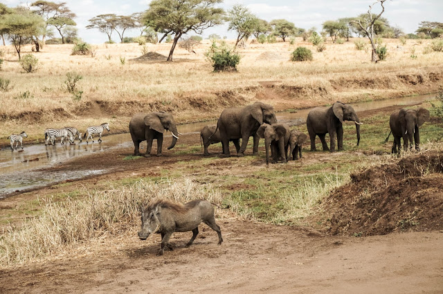 Malvina Dunder blog rozwój osobisty, relacje, podróże Afryka Tanzania safari pumba