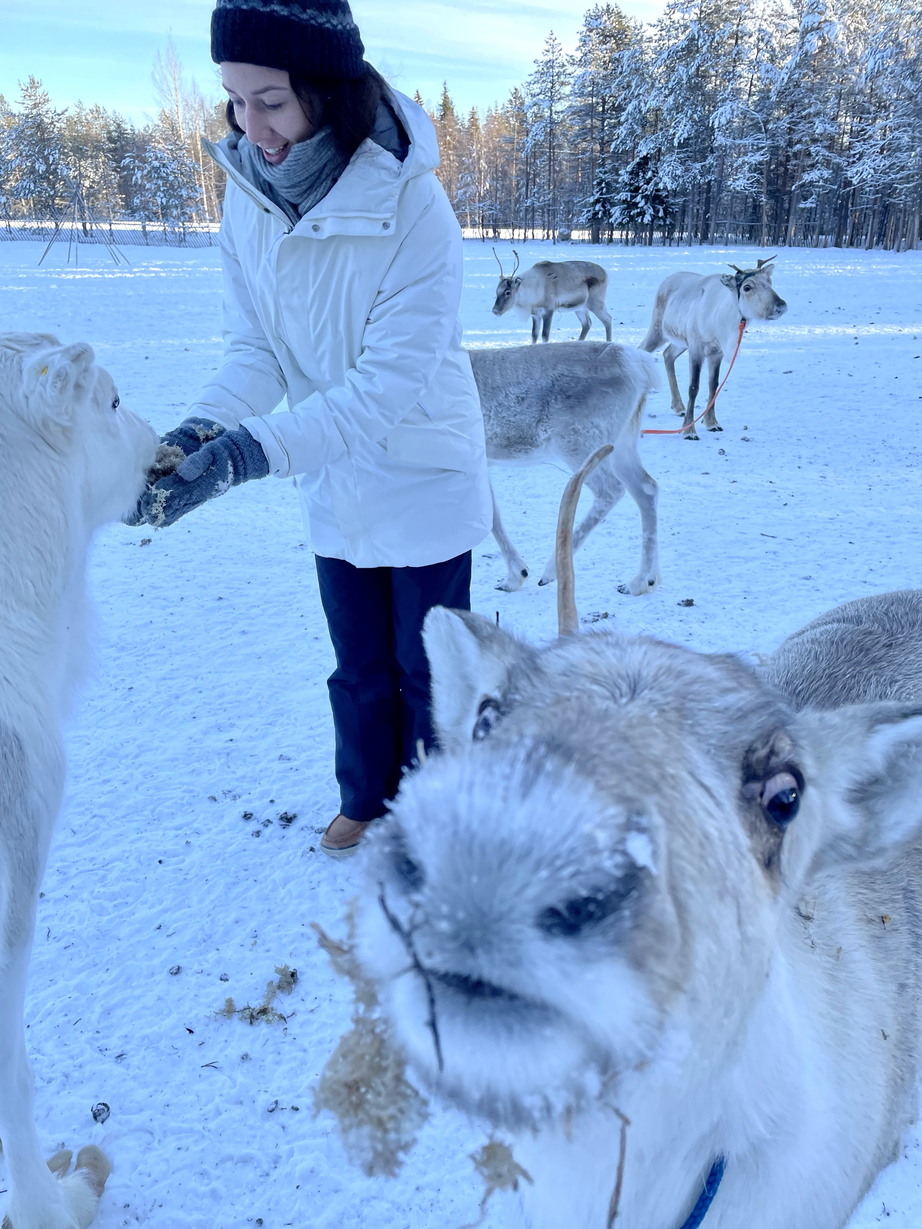 Renifery, renifer, przjażdżka, sanie, Laponia, Finlandia, Zwierzę Mocy Renifer, znaczenie, przesłanie, co to znaczy, symbolika, symbol, Kolorowe Bogate Soczyste, podróże,kobieca energia, relacje, rozwój osobisty, Malvina Dunder (2)