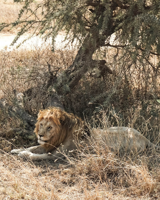 Lew, safari Serengeti Tanzania, Afryka, blog Malvina Dunder Lew, safari Serengeti Tanzania, Afryka, blog Malvina Dunder