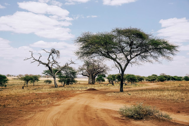 baobaby widok Safari Afryka Malvina Dunder blog podróże baobaby pejzaż widok Safari Afryka Malvina Dunder blog podróże