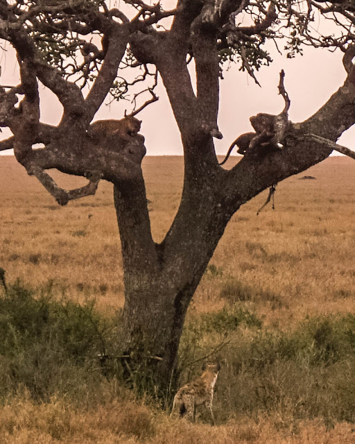 Malvina Dunder blog rozwój osobisty, relacje, podróże Afryka Tanzania safari leopard hiena