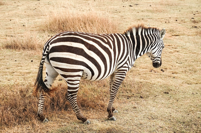 Malvina Dunder blog rozwój osobisty, relacje, podróże Afryka safari zebra