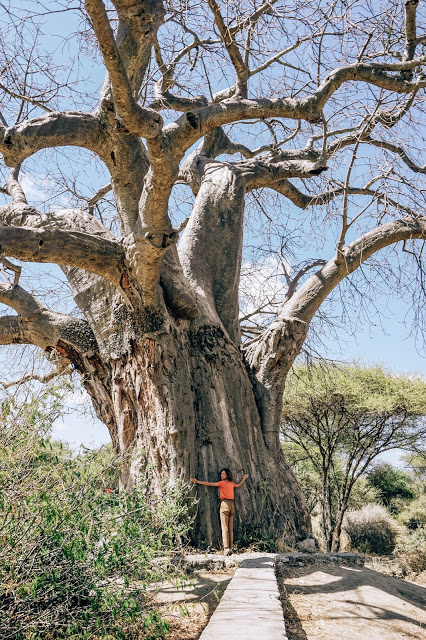 drzewa baobaby safari Afryka blog Malvina Dunder