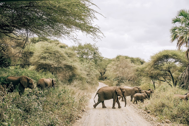 Malvina Dunder blog rozwój osobisty, relacje, podróże Afryka Tanzania safari Manyara słonie