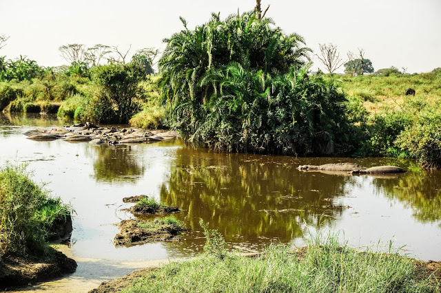 Malvina Dunder blog rozwój osobisty, relacje, podróże Afryka Tanzania safari Serengeti hipopotamy