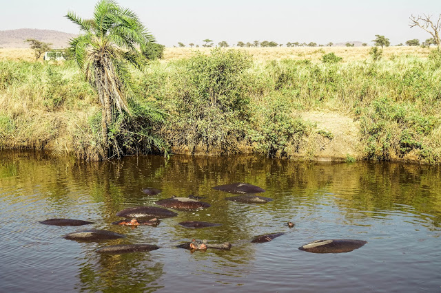 Malvina Dunder blog rozwój osobisty, relacje, podróże Afryka Tanzania safari hipopotamy