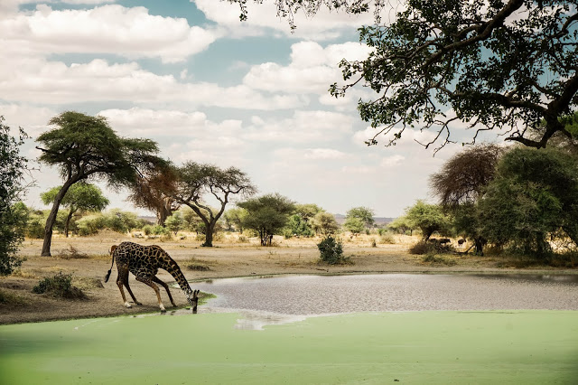 Malvina Dunder blog rozwój osobisty, relacje, podróże Afryka Tanzania safari żyrafa staw