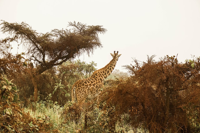żyrafy, Afryka blog Malvina Dunder