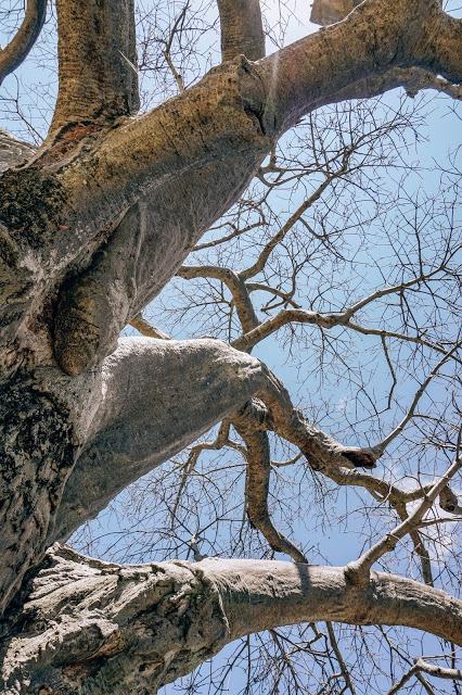 drzewa baobaby safari Afryka blog Malvina Dunder