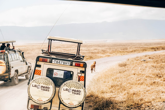 padlinożerca, hiena Afryka safari blog Malvina Dunder