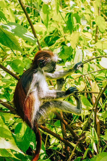 Jozani Forest las małpy Zanzibar, podróże blog Malvina Dunder