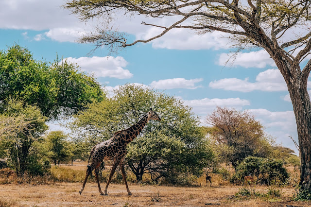 żyrafy Safari Afryka Malvina Dunder blog podróże żyrafy Safari Afryka Malvina Dunder blog podróże