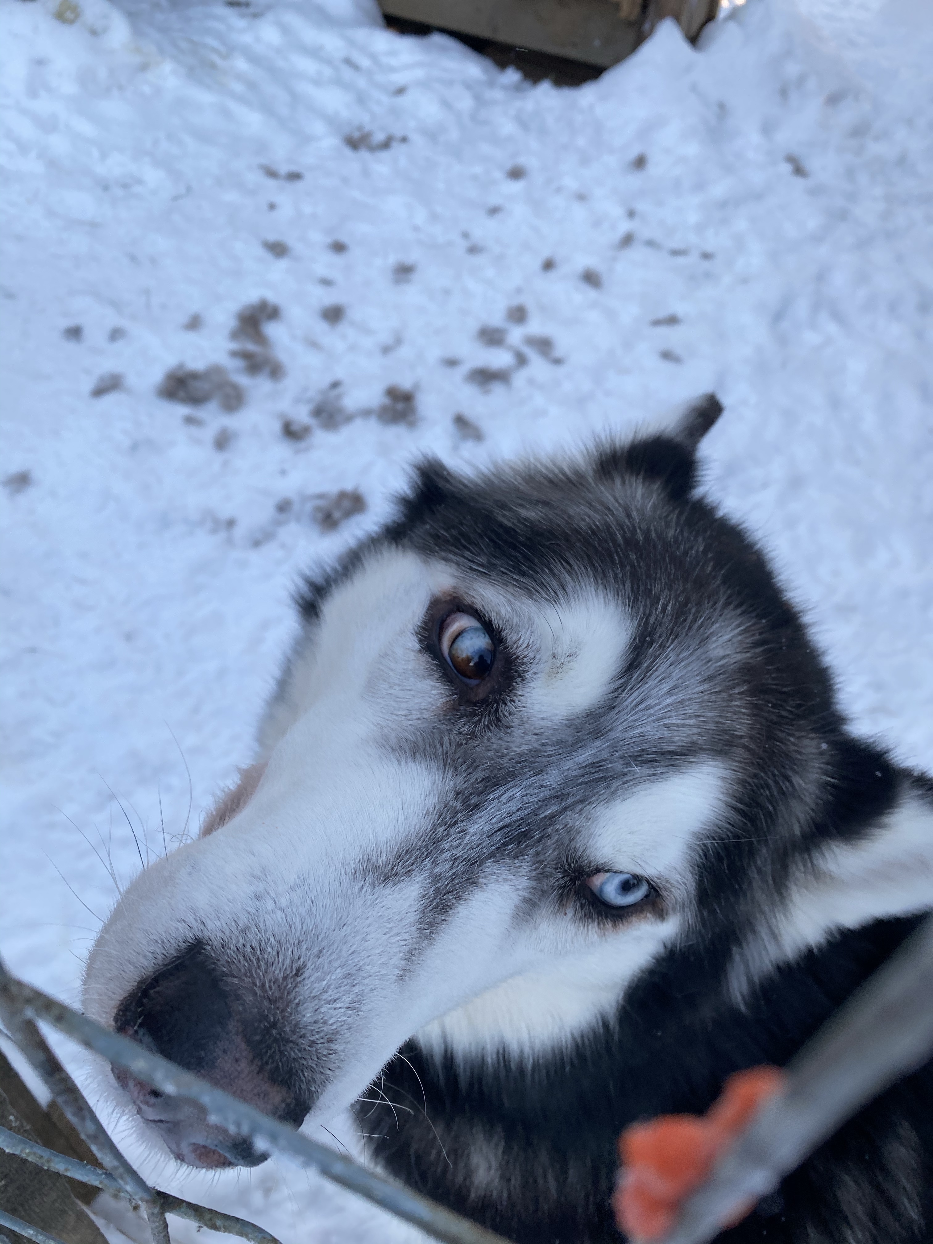 Zaprzęg psi, psów husky, Laponia, Finlandia, atrakcja, atrakcje, sanie, zima, śnieg, zwierzę mocy pies, znaczenie, przesłanie, symbolika, symbol, Kolorowe Bogate Soczyste, podróże, rozwój osobisty, Malvina Dunder