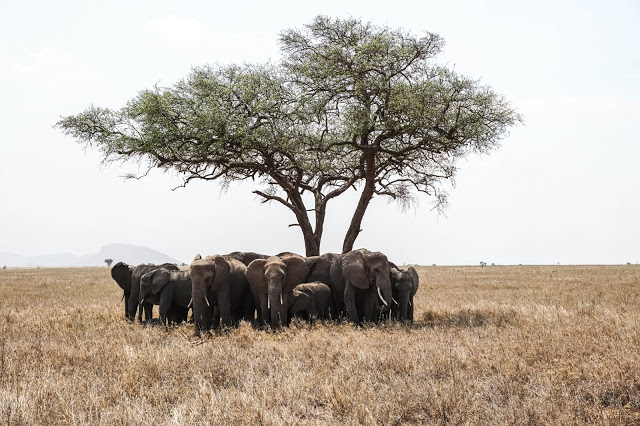 Słonie Serengeti Safari Afryka Malvina Dunder blog podróże