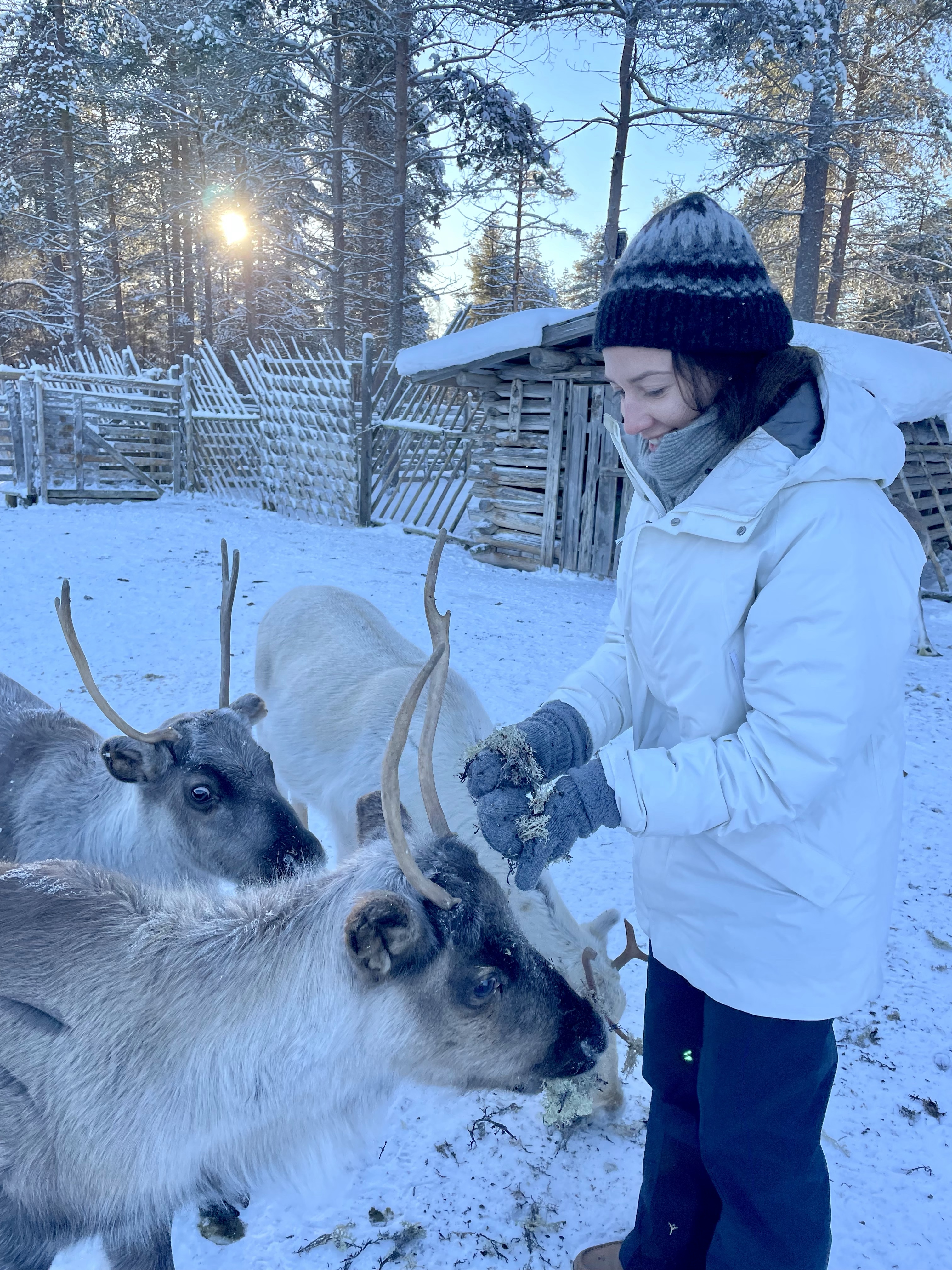 Renifery, renifer, przjażdżka, sanie, Laponia, Finlandia, Zwierzę Mocy Renifer, znaczenie, przesłanie, co to znaczy, symbolika, symbol, Kolorowe Bogate Soczyste, podróże,kobieca energia, relacje, rozwój osobisty, Malvina Dunder (2)