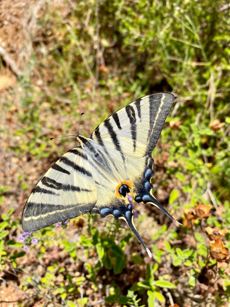 motyl, Korfu, Corfu, Grecja, grecka wyspa, blog podróże, Malvina Dunder