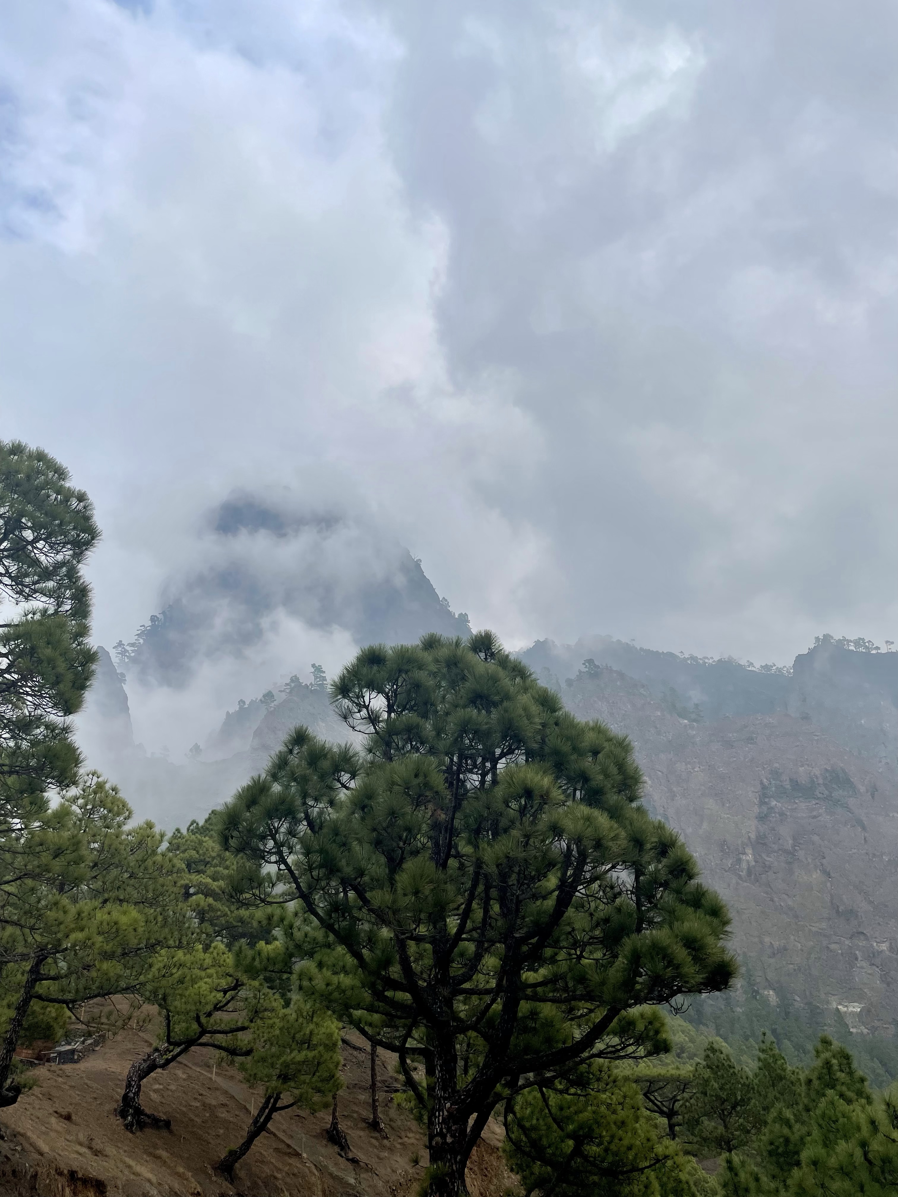 las, La Palma erupcja wulkanu, wulkan Cumbre Vieja 2021, Wyspy Kanaryjskie, kobieca energia, relacje, rozwój osobisty, Malvina Dunder