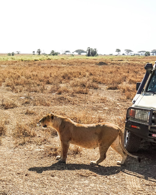 Malvina Dunder blog rozwój osobisty, relacje, podróże Afryka Tanzania safari Serengeti lwica
