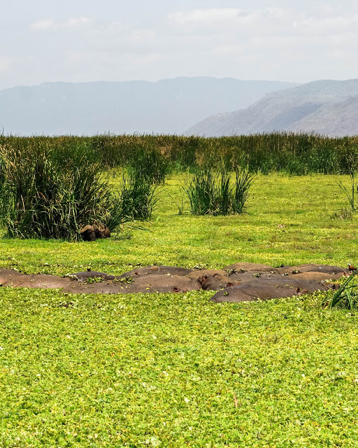 Malvina Dunder blog rozwój osobisty, relacje, podróże Afryka Tanzania safari hipopotamy jezioro Manyara