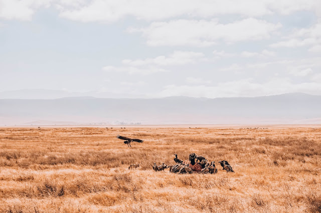 padlinożercy, sępy szakale Afryka blog Malvina Dunder