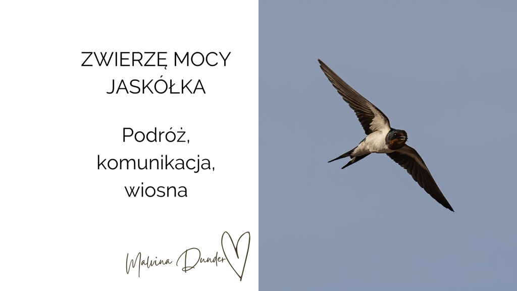 Zwierzę Mocy Jaskółka znaczenie – symbol wiosny, komunikacji,&nbsp;podróży