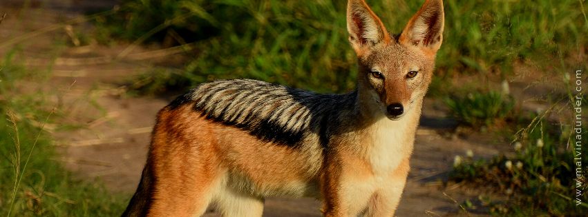 zwierzę mocy, znaczenia, symbolika, energia, malvina dunder