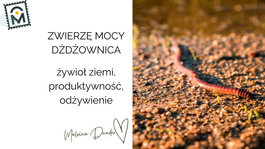 Zwierzę Mocy Dżdżownica znaczenie– żywioł ziemi, produktywność i uzdrawiające&nbsp;odżywienie