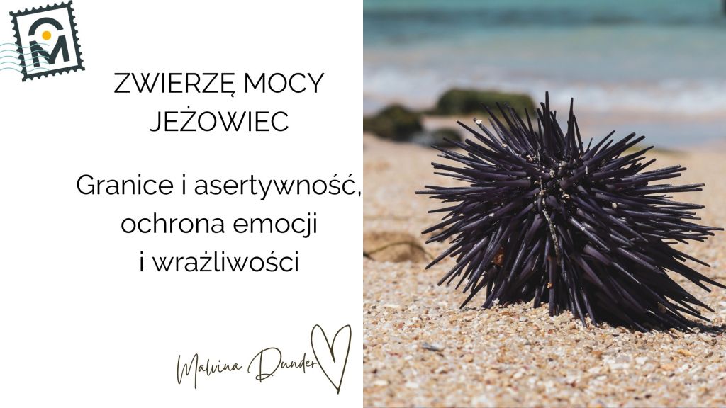Zwierzę Mocy Jeżowiec znaczenie – ochrona, granice, rozróżnianie i emocjonalna&nbsp;odporność