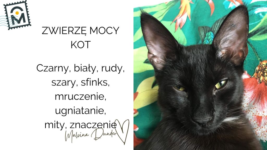 Zwierzę Mocy Kot – znaczenie, kolory (biały, czarny, rudy, szary, sfinks), zachowania i&nbsp;symbolika