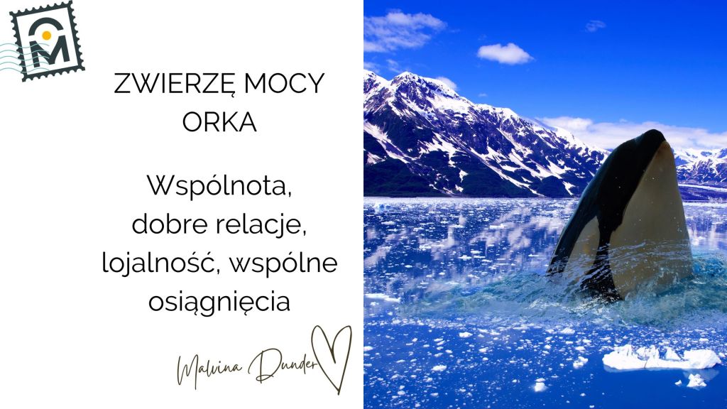 Zwierzę Mocy Orka znaczenie – symbol wspólnoty, siły, ochrony i mądrej&nbsp;relacji