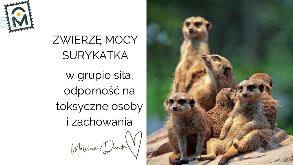 Zwierzę Mocy Surykatka znaczenie – wspólnota, czujność i odporność na toksyczne&nbsp;wpływy