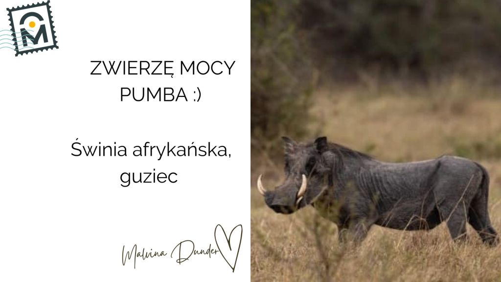 Zwierzę Mocy Guziec (Pumba) znaczenie – pokojowe nastawienie, dotarcie do prawdy i czułe&nbsp;zmysły