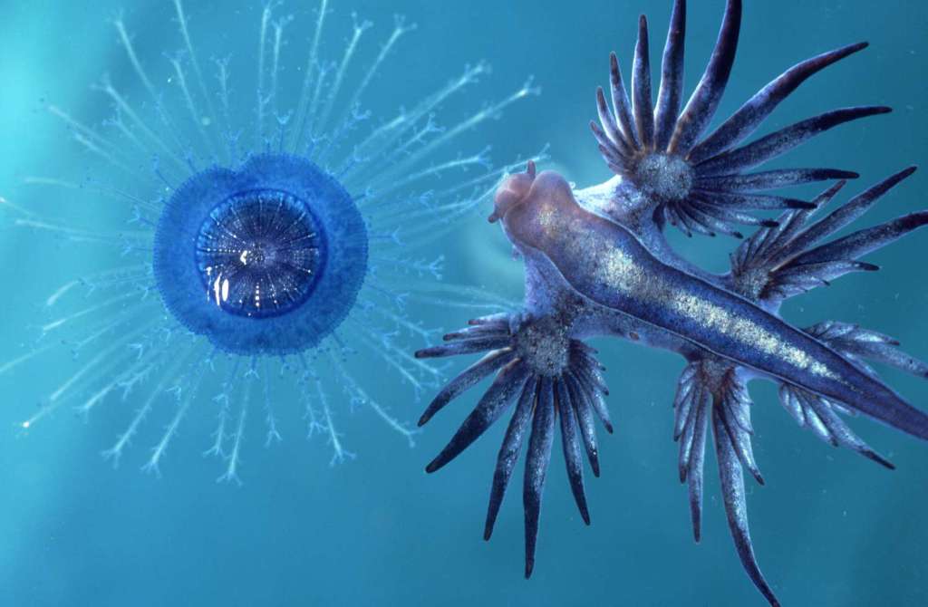 ZWIERZĘ mocy smok morski Glaucus atlanticus