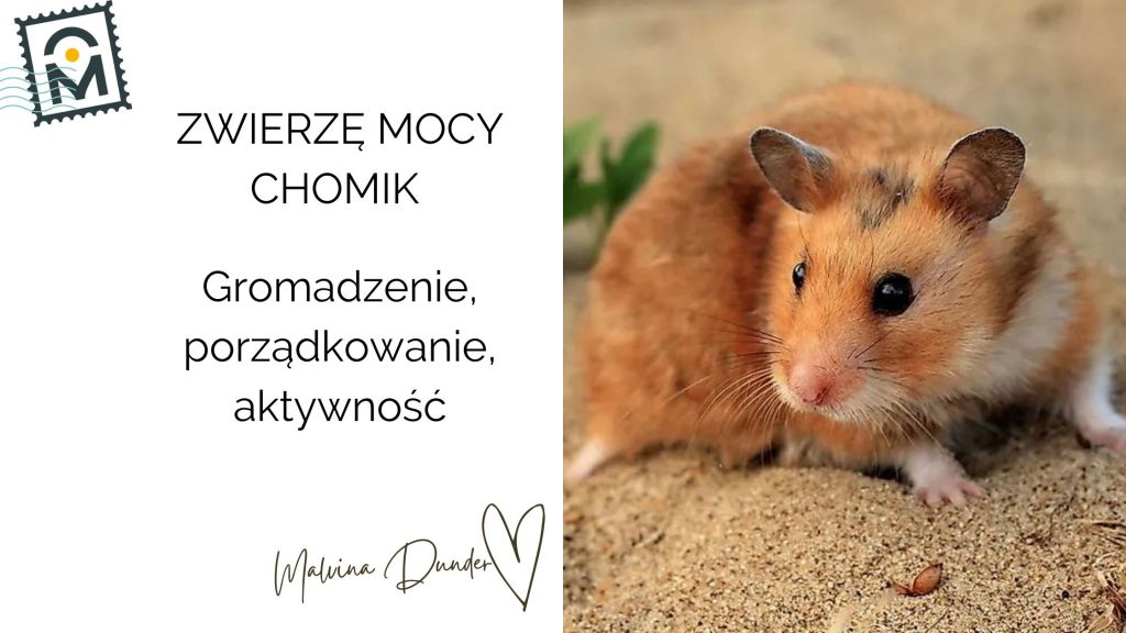 Zwierzę Mocy Chomik znaczenie – obfitość, gromadzenie,&nbsp;porządki