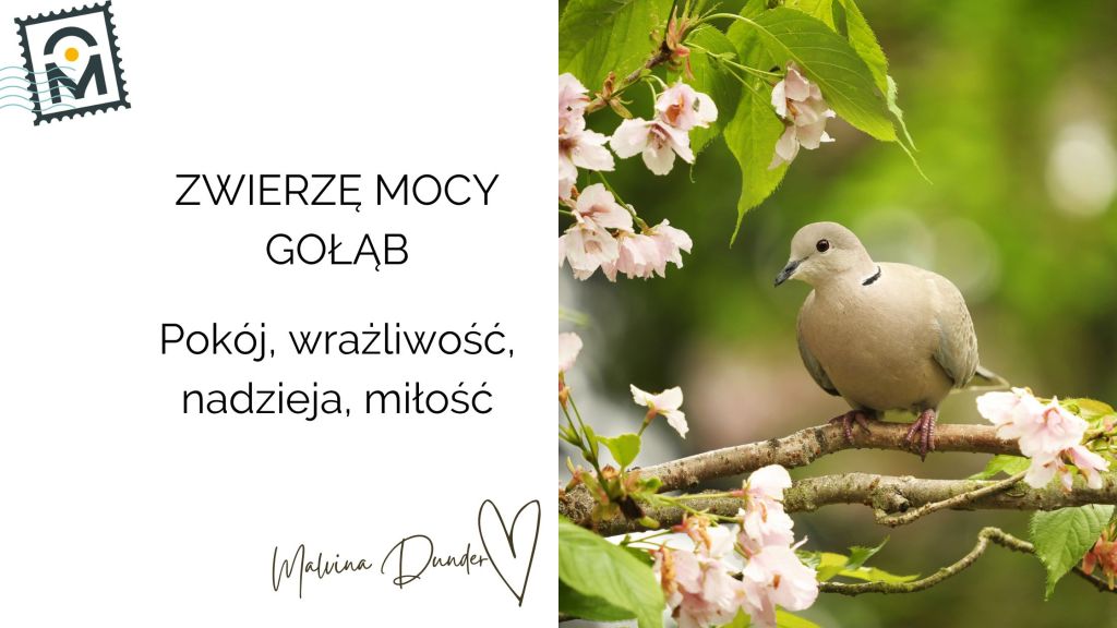 Zwierzę Mocy Gołąb znaczenie – pokój, miłość, wrażliwość,&nbsp;nadzieja